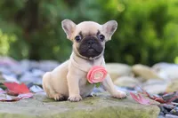 Brielle, a female French Bulldog for sale in Millersburg, OH – 4 of 6