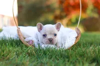 Chester, a male French Bulldog for sale in Millersburg, OH – 5 of 10