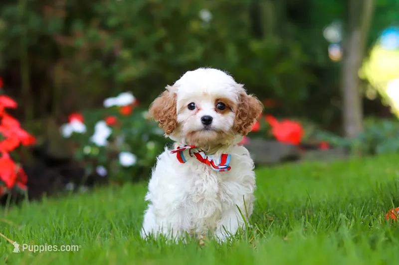 Hudson – Cavapoo puppy for sale in Millersburg, OH
