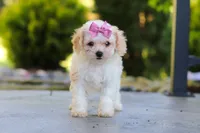 Maisie, a female Cavapoo for sale in Millersburg, OH – 3 of 8