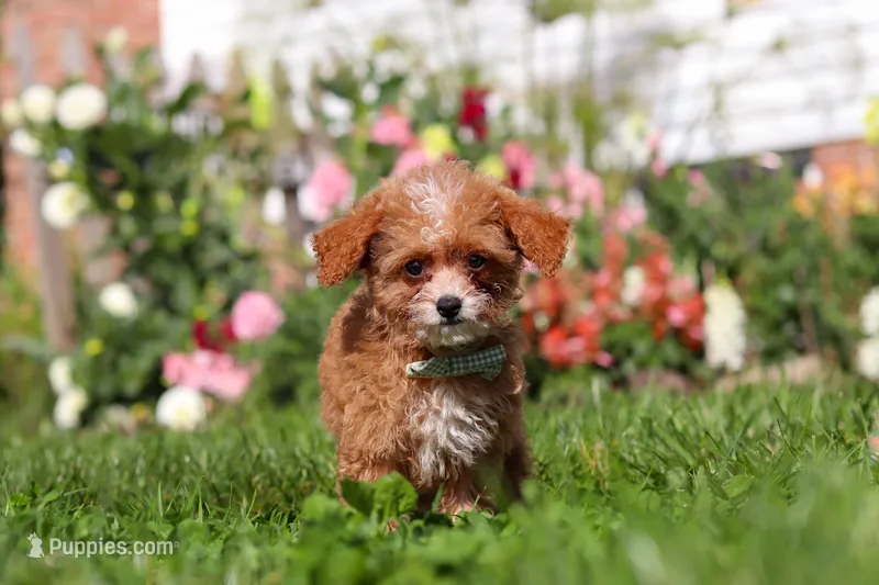 Murphy – Cavapoo puppy on hold in Millersburg, OH