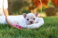 Chester, a male French Bulldog for sale in Millersburg, OH – 9 of 10