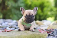 Brody, a male French Bulldog for sale in Millersburg, OH – 6 of 8