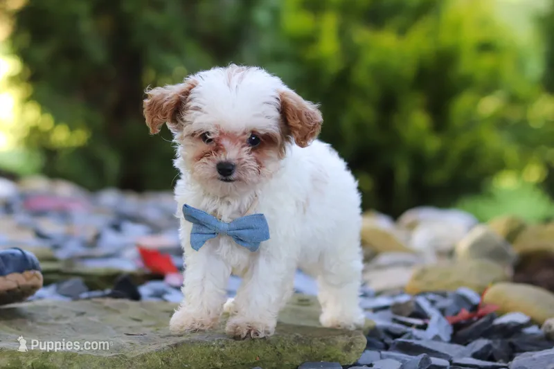 Marley – Cavapoo puppy for sale in Millersburg, OH