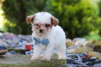 Marley, a male Cavapoo for sale in Millersburg, OH – 1 of 7