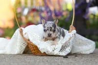 Ember, a female French Bulldog for sale in Millersburg, OH – 8 of 10