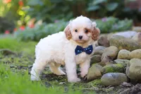 Hudson, a male Cavapoo for sale in Millersburg, OH – 4 of 8