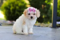 Maisie, a female Cavapoo for sale in Millersburg, OH – 2 of 8