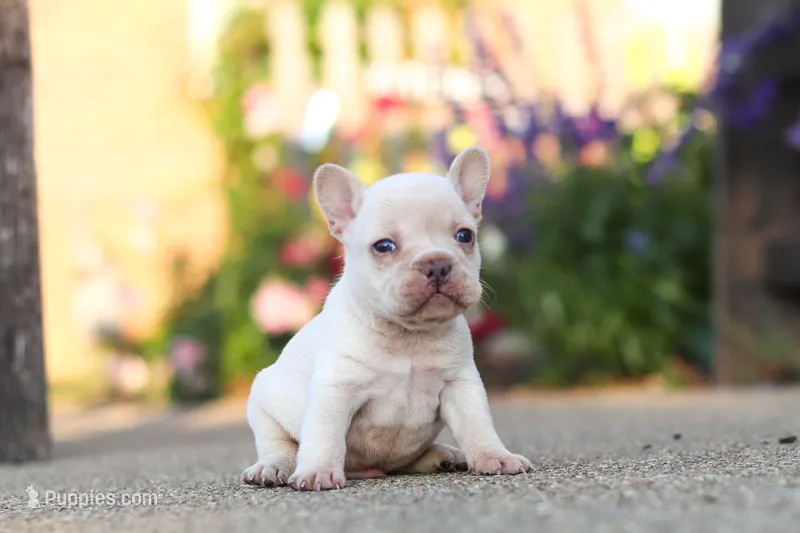 Chester – French Bulldog puppy for sale in Millersburg, OH