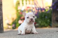 Chester, a male French Bulldog for sale in Millersburg, OH – 1 of 10