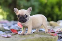 Brielle, a female French Bulldog for sale in Millersburg, OH – 3 of 6