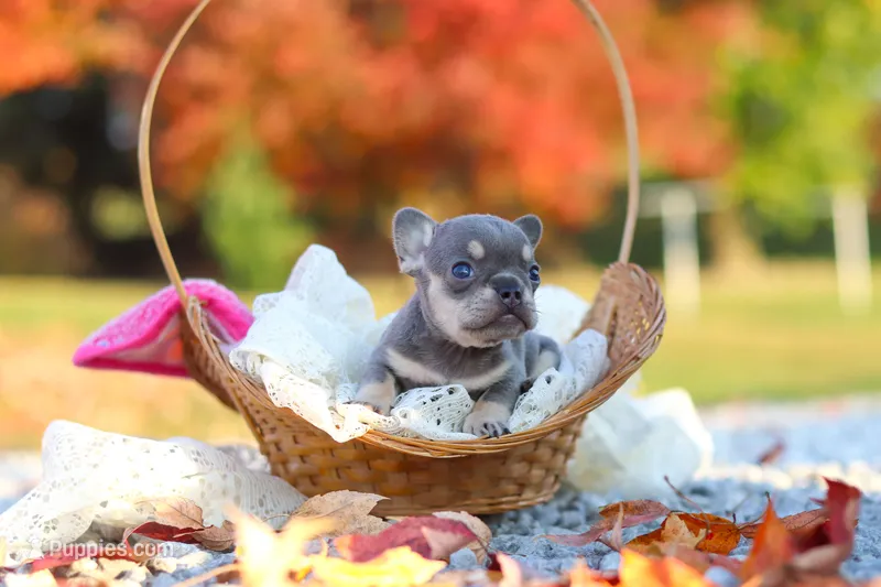 Maple – French Bulldog puppy for sale in Millersburg, OH