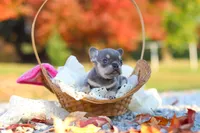 Maple, a female French Bulldog for sale in Millersburg, OH – 1 of 8