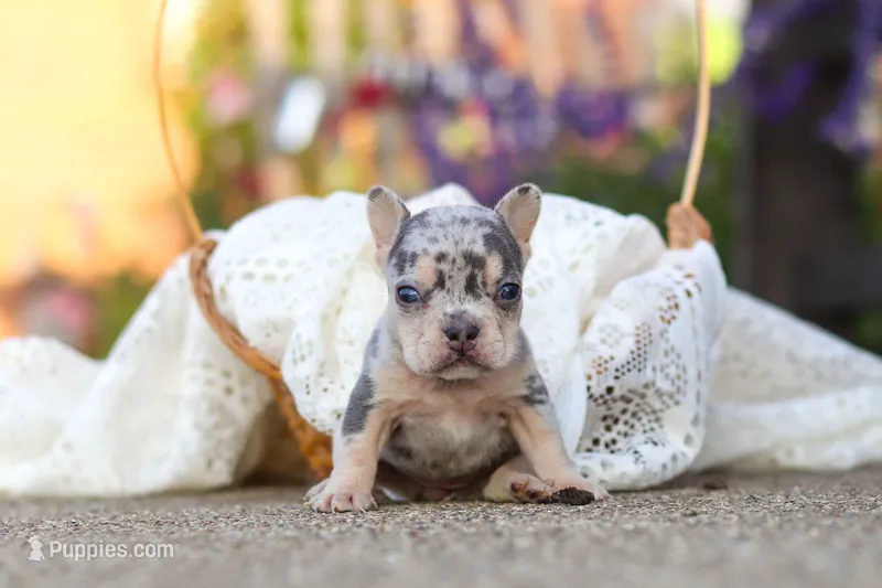 Ember – French Bulldog puppy for sale in Millersburg, OH