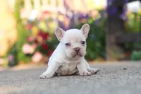 Chester, a male French Bulldog for sale in Millersburg, OH – 10 of 10