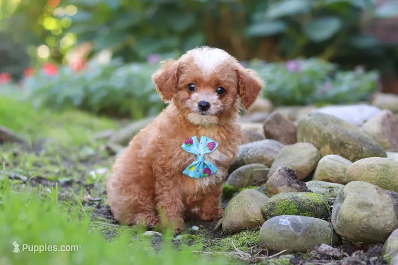 Murphy – Cavapoo puppy for sale in Millersburg, OH