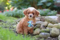 Murphy, a male Cavapoo for sale in Millersburg, OH – 1 of 7