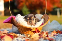 Pumpkin, a female French Bulldog for sale in Millersburg, OH – 6 of 10