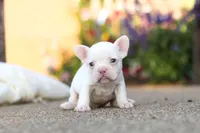 Waylon, a male French Bulldog for sale in Millersburg, OH – 5 of 6