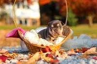 Pumpkin, a female French Bulldog for sale in Millersburg, OH – 9 of 10