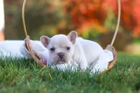 Chester, a male French Bulldog for sale in Millersburg, OH – 3 of 10