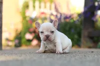 Chester, a male French Bulldog for sale in Millersburg, OH – 6 of 10