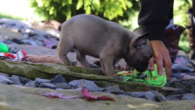 Benny, a male French Bulldog for sale in Millersburg, OH – 6 of 6