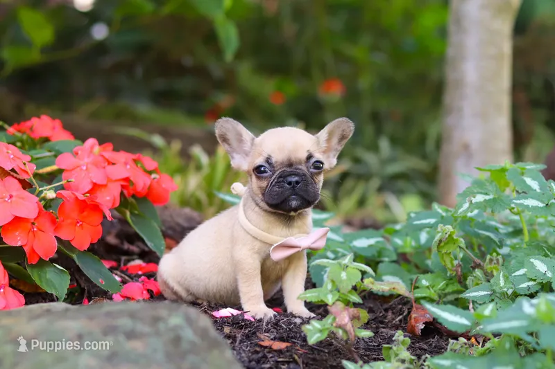 Brielle – French Bulldog puppy for sale in Millersburg, OH