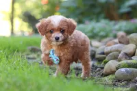 Murphy, a male Cavapoo for sale in Millersburg, OH – 4 of 7