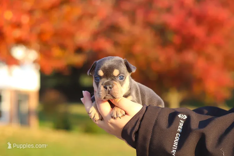 Pumpkin – French Bulldog puppy for sale in Millersburg, OH