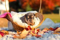 Pumpkin, a female French Bulldog for sale in Millersburg, OH – 3 of 10
