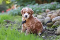 Lincoln, a male Maltipoo for sale in Millersburg, OH – 4 of 7