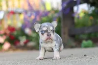 Sienna, a female French Bulldog for sale in Millersburg, OH – 5 of 10