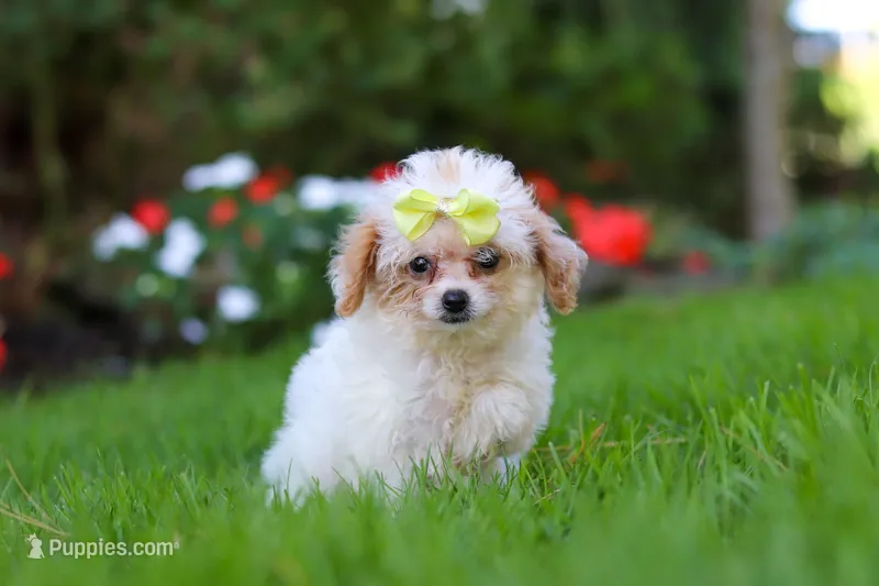 Mila – Cavapoo puppy for sale in Millersburg, OH