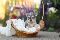 Sienna, a female French Bulldog for sale in Millersburg, OH – 7 of 10