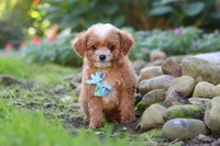 Murphy, a male Cavapoo for sale in Millersburg, OH – 3 of 7