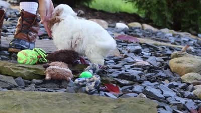 Hudson, a male Cavapoo for sale in Millersburg, OH – 8 of 8