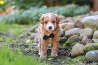 Lincoln, a male Maltipoo for sale in Millersburg, OH – 5 of 7