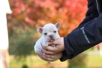 Chester, a male French Bulldog for sale in Millersburg, OH – 7 of 10