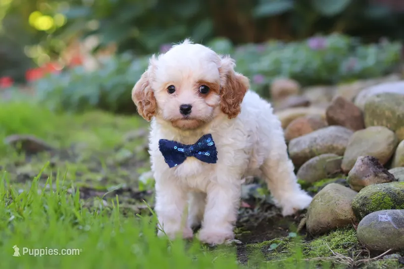 Hudson – Cavapoo puppy for sale in Millersburg, OH