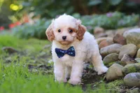 Hudson, a male Cavapoo for sale in Millersburg, OH – 1 of 8
