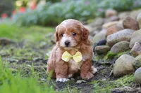 Luca, a male Maltipoo for sale in Millersburg, OH – 4 of 6