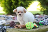 Mila, a female Cavapoo for sale in Millersburg, OH – 5 of 6