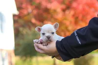 Chester, a male French Bulldog for sale in Millersburg, OH – 2 of 10