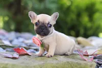 Brielle, a female French Bulldog for sale in Millersburg, OH – 2 of 6