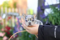Ember, a female French Bulldog for sale in Millersburg, OH – 3 of 10