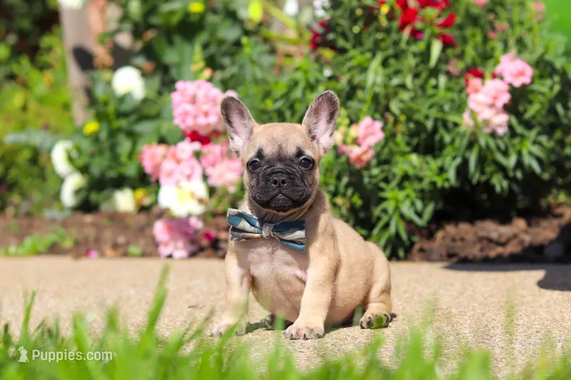 Brody – French Bulldog puppy for sale in Millersburg, OH