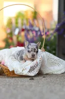 Ember, a female French Bulldog for sale in Millersburg, OH – 7 of 10