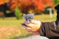 Maple, a female French Bulldog for sale in Millersburg, OH – 7 of 8