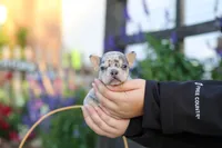 Ember, a female French Bulldog for sale in Millersburg, OH – 5 of 10